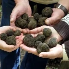 Group with truffles in Slovenia
