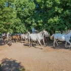 Lipizzan white horses in Lipica Stud Farm, Slovenia