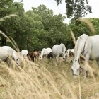Lipizzan white horses in Lipica Stud Farm, Slovenia
