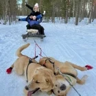 Dog sledding in Sweden