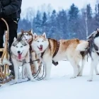Husky sledding in Sweden