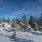 A snowy Swedish Landscape