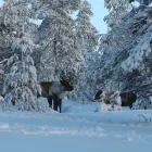 Reindeer in the snow in Sweden