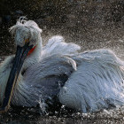 Dalmatian pelican in Karavasta Lagoon, Albania