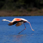 Flamingo in Karavasta Lagoon, Albania