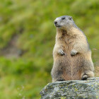 Alpine marmot in Austria