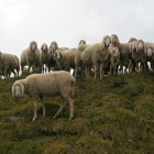 Sheep herd in Austria