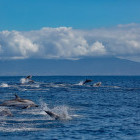 Pod of striped dolphins porpoising off the coast of São Miguel Island, the Azores