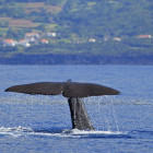 Whale tail on São Miguel Island, the Azores