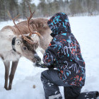 Child meeting a reindeer in Finland