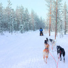 Husky sledding in Finland