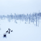 Husky sleigh ride in Finland