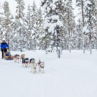 Husky sleigh ride in Finland
