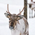 Reindeer in Finland