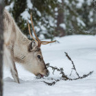 Reindeer in Finland