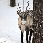 Reindeer in Finland