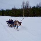 Reindeer ride in Finland.