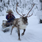 Reindeer sledding in Finland