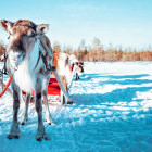 Reindeer in Finland