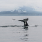 Humpback whale tail in Iceland