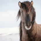 Icelandic horse