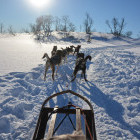 Husky sled ride in Norway
