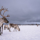 Reindeer in Norway