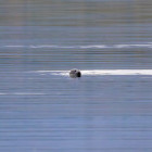 Seal in Tromso, Norway