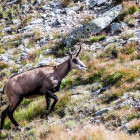 Chamois in the Tatras Mountains, Slovakia