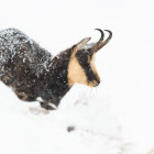 Tatras chamois in Slovakia