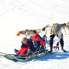 Dog sled activity in Slovakia