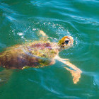 Sea turtle near Dalyan, Turkey