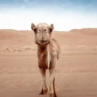Camel in Wahiba Sands, Oman