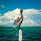 Brown pelican in Sian Ka'an Biosphere Reserve, Mexico