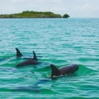 Dolphins in Sian Ka'an Biosphere Reserve, Mexico