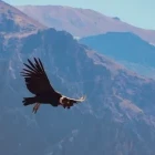 Andean condor in Peru