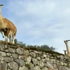 Llamas at Machu Picchu, Peru.