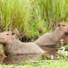 Capybara in Ibera Wetlands, Argentina