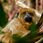 Howler monkey in Ibera Wetlands, Argentina