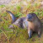 Neotropical otter in Ibera Wetlands, Argentina