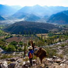 Llama at Quebrada de Humahuaca in Argentina