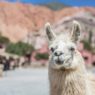 Llama at Quebrada de Humahuaca in Argentina