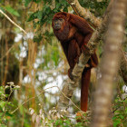 Red howler monkey in the Amazon, Brazil
