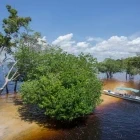 Rio Negro in the Amazon Rainforest, Brazil