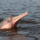 Amazon river dolphin in Brazil