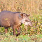 Brazilian tapir in Brazil