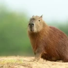 Capybara in Brazil