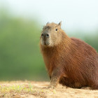 Capybara in North Pantanal, Brazil