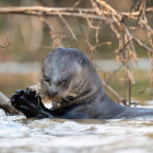 Giant river otter in North Pantanal, Brazil