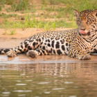 Jaguar in North Pantanal, Brazil